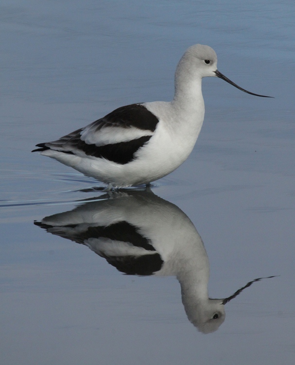 baylands